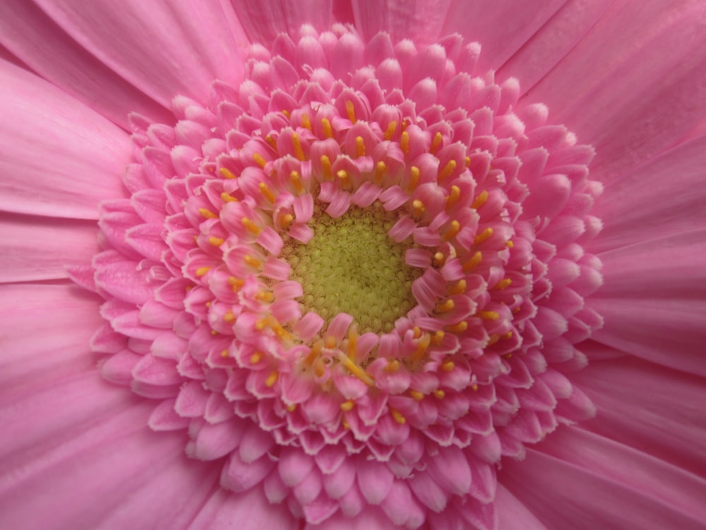 pink gerbera daisy in bloom