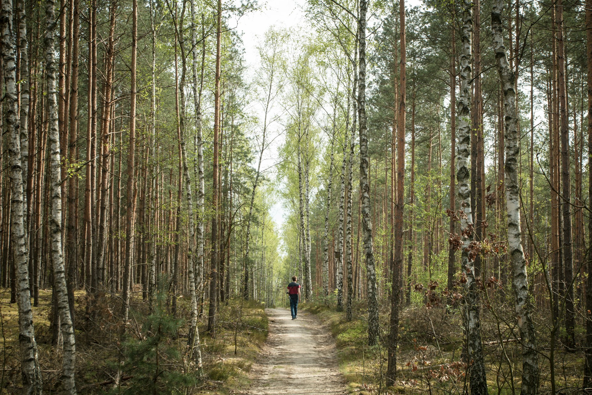 person in black jacket walking on pathway between trees during daytime