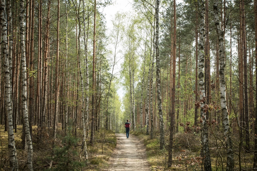 person in black jacket walking on pathway between trees during daytime