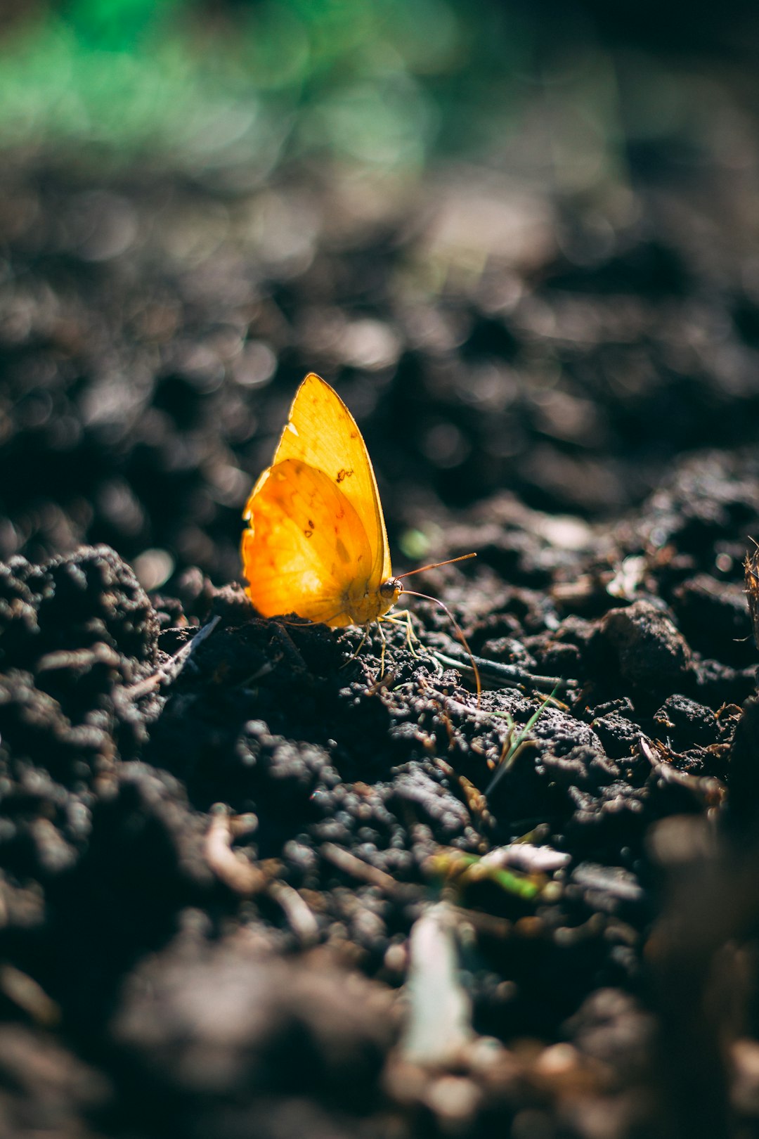 yellow butterfly on brown soil in close up photography during daytime