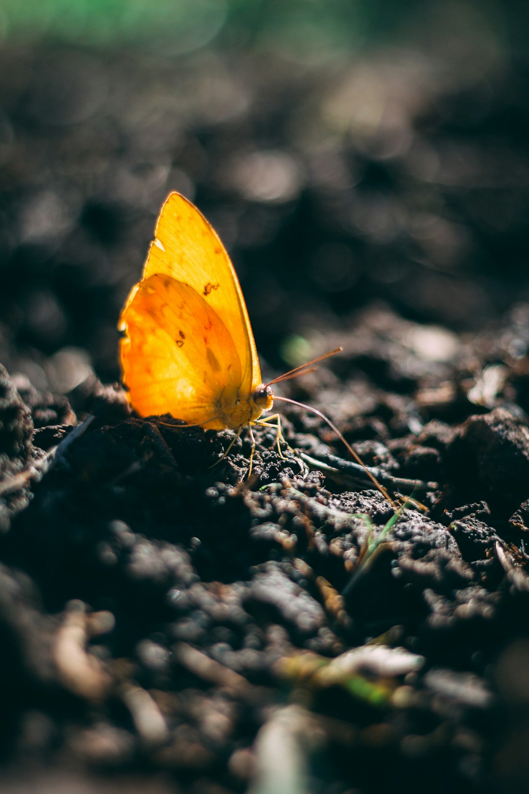 yellow butterfly on brown soil in close up photography during daytime