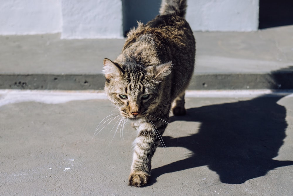 brown tabby cat on gray concrete floor