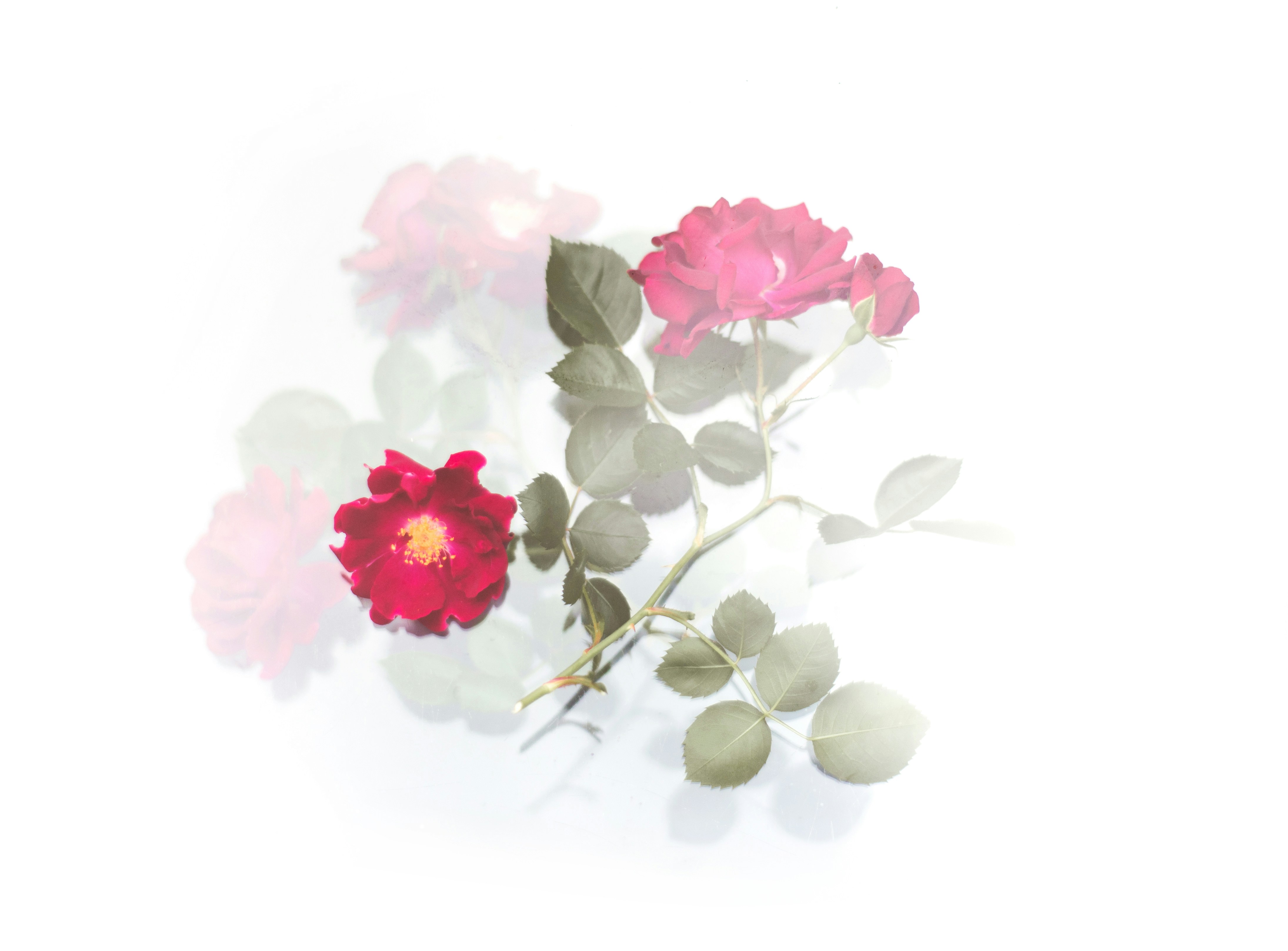 Photo by evieshaffer