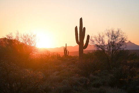 silhouette of cactus during sunset