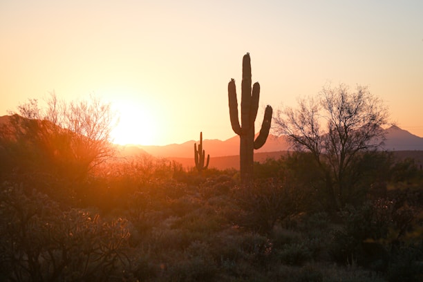 silhouette of cactus during sunset