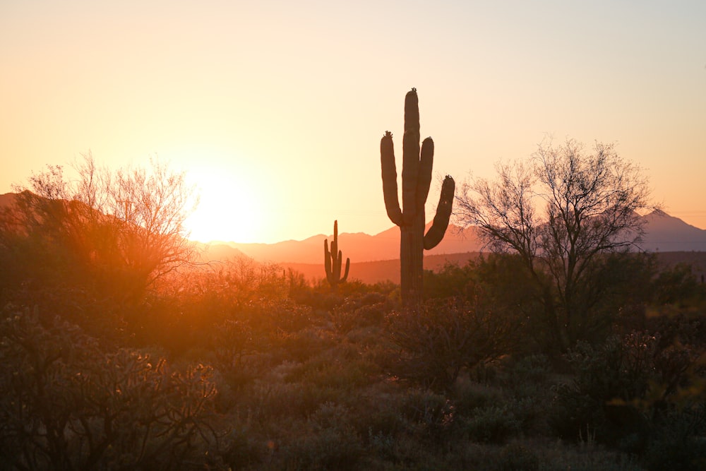 Silueta de cactus durante la puesta de sol