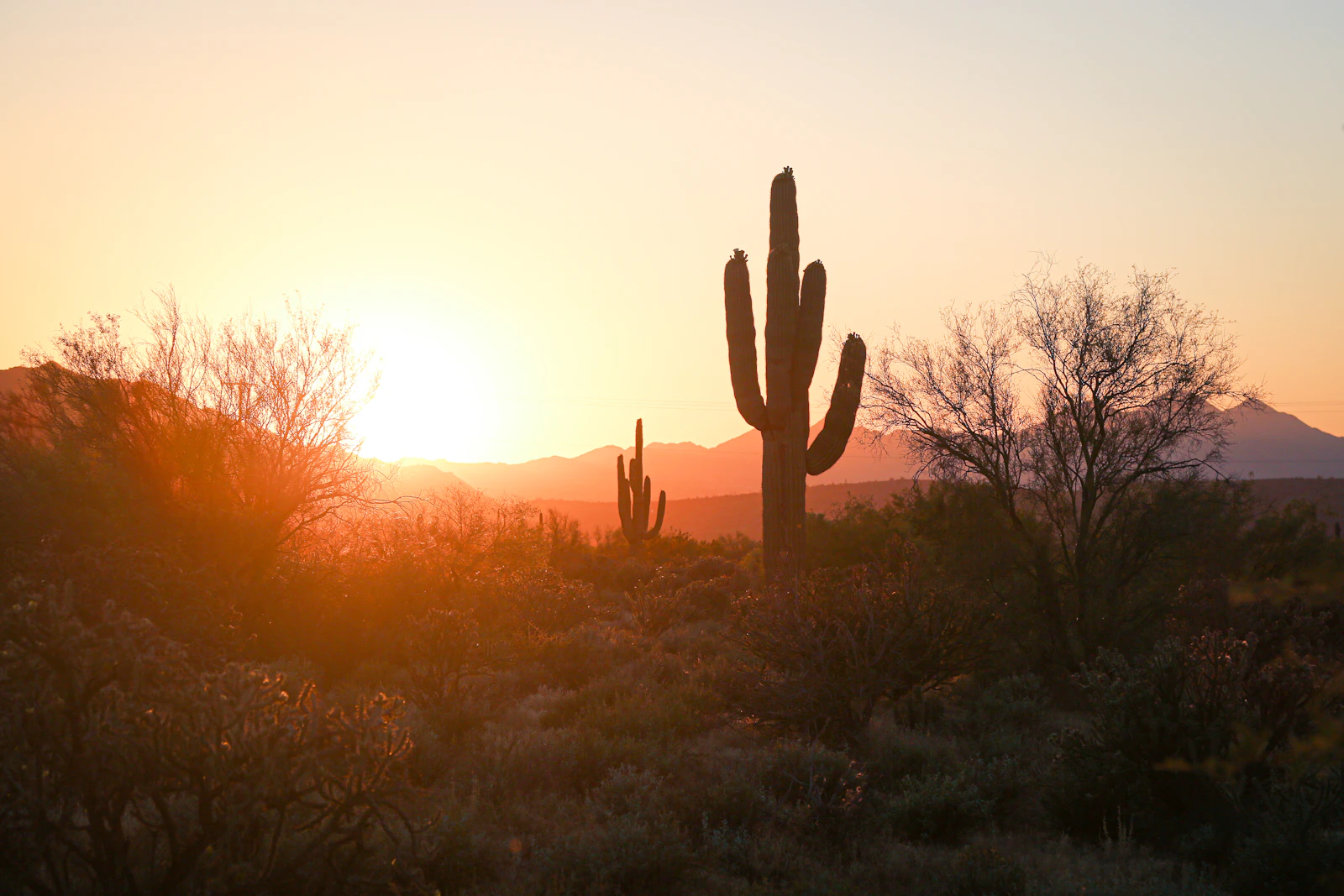 A saguaro cactus silhouetted against a Sonoran Desert sunset in Arizona