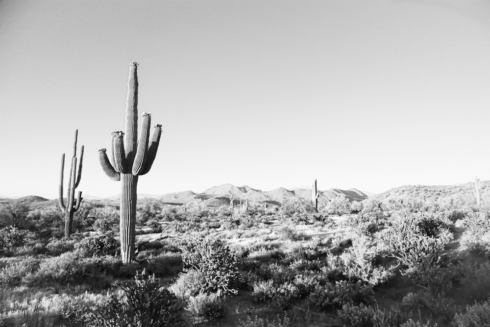 Foto in scala di grigi della pianta di cactus
