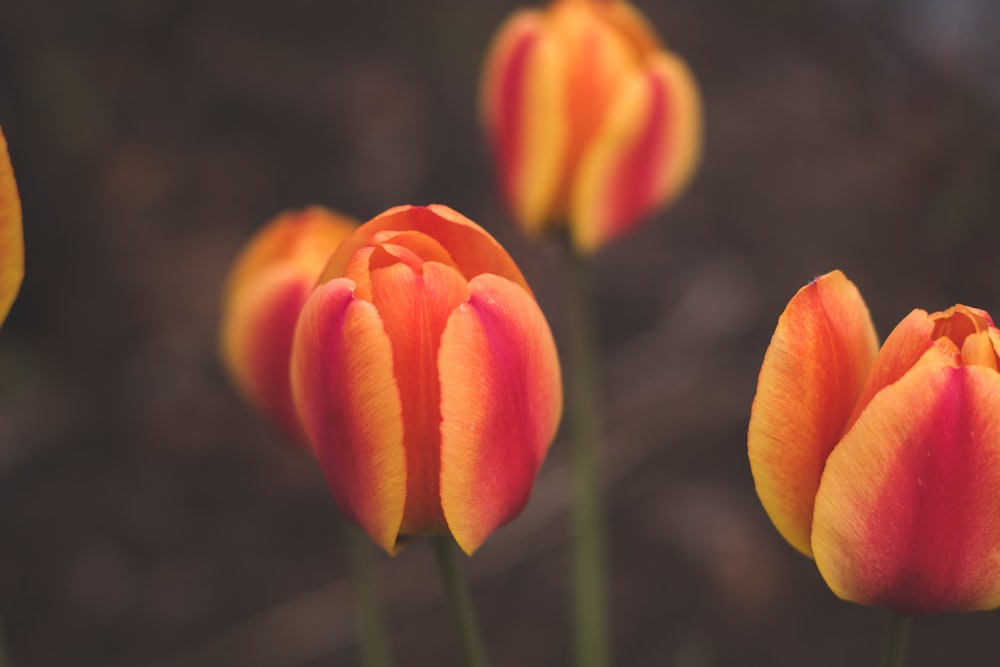 orange tulip in bloom during daytime