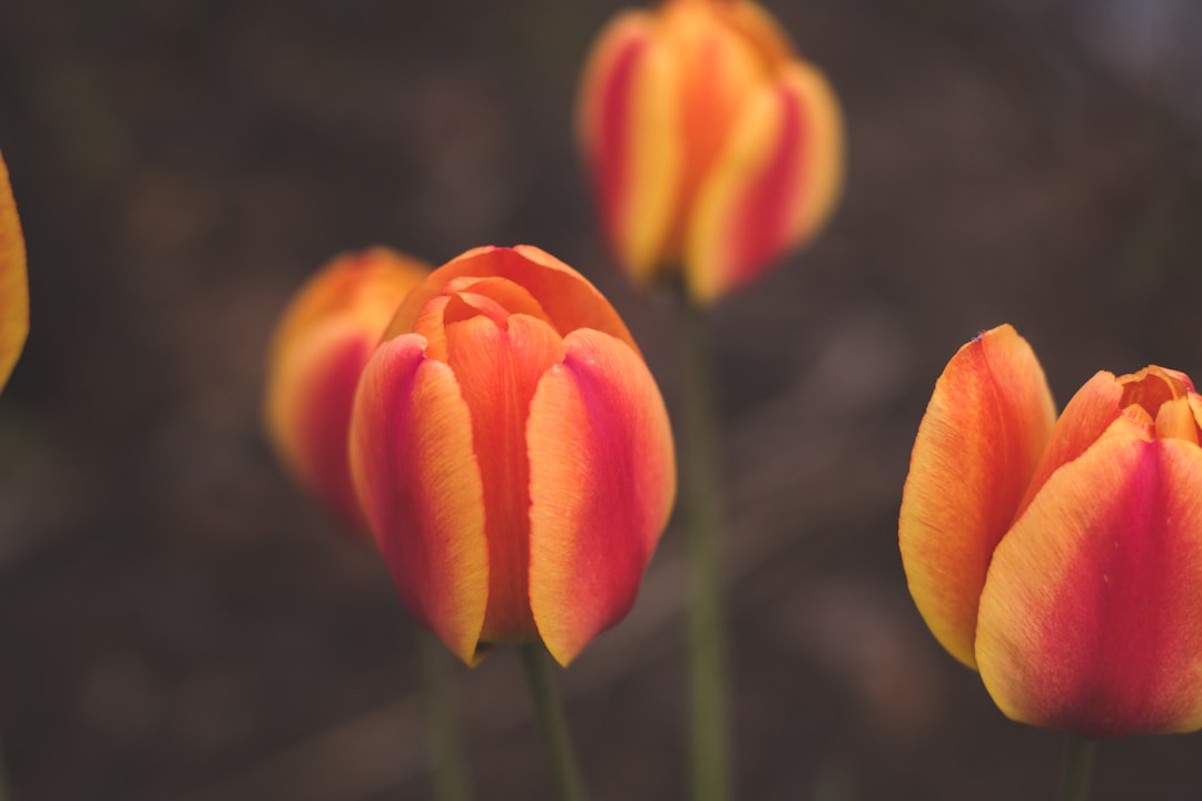 orange tulip in bloom during daytime