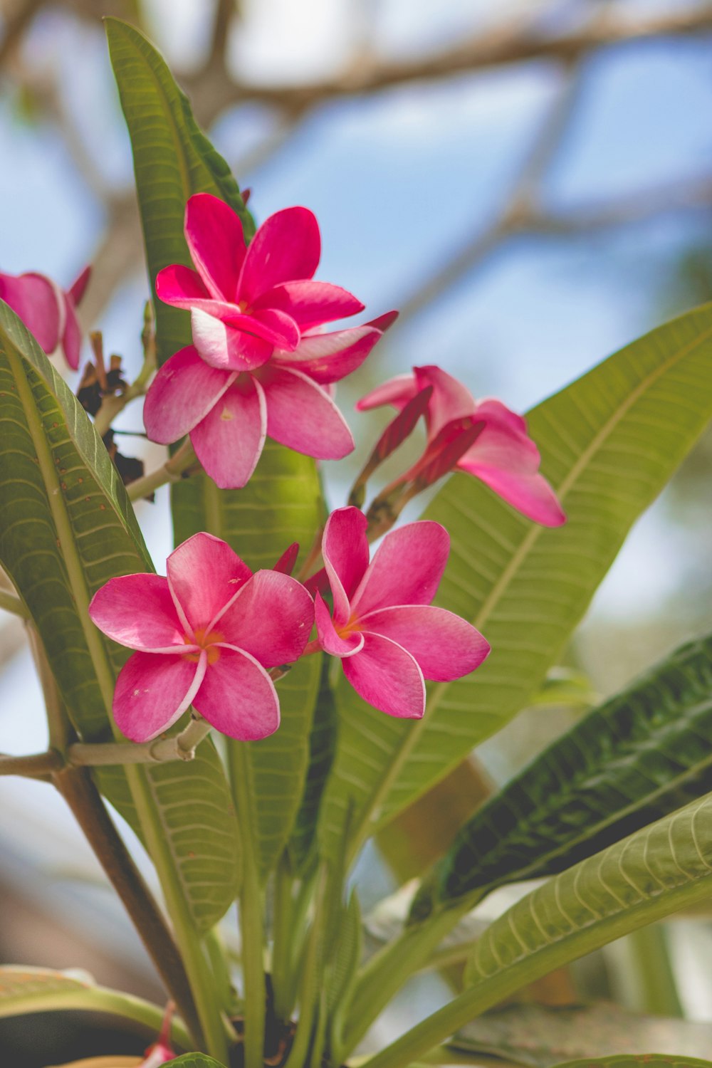 pink and white 5 petaled flower