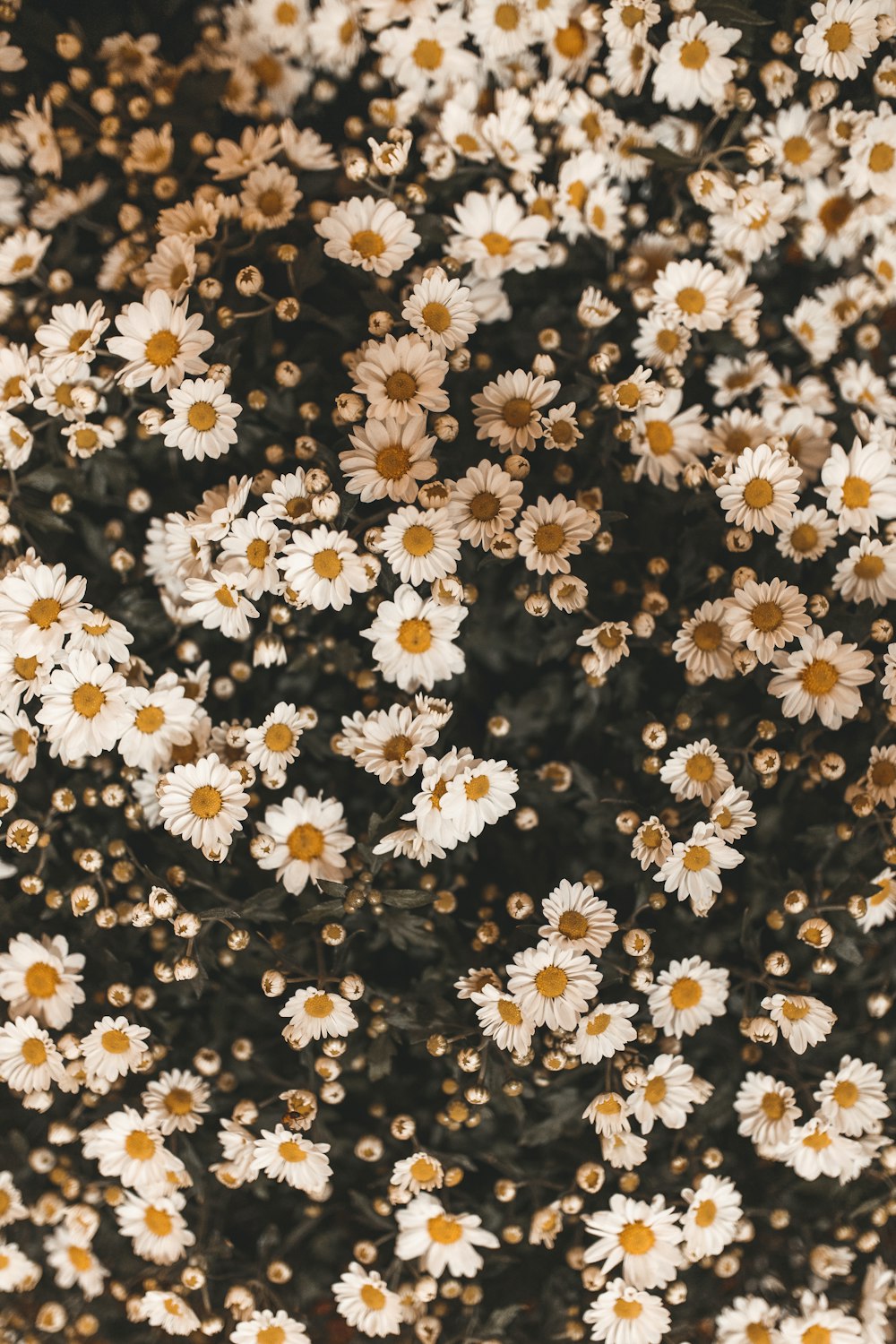 흰색과 검은 색 꽃 무늬 직물