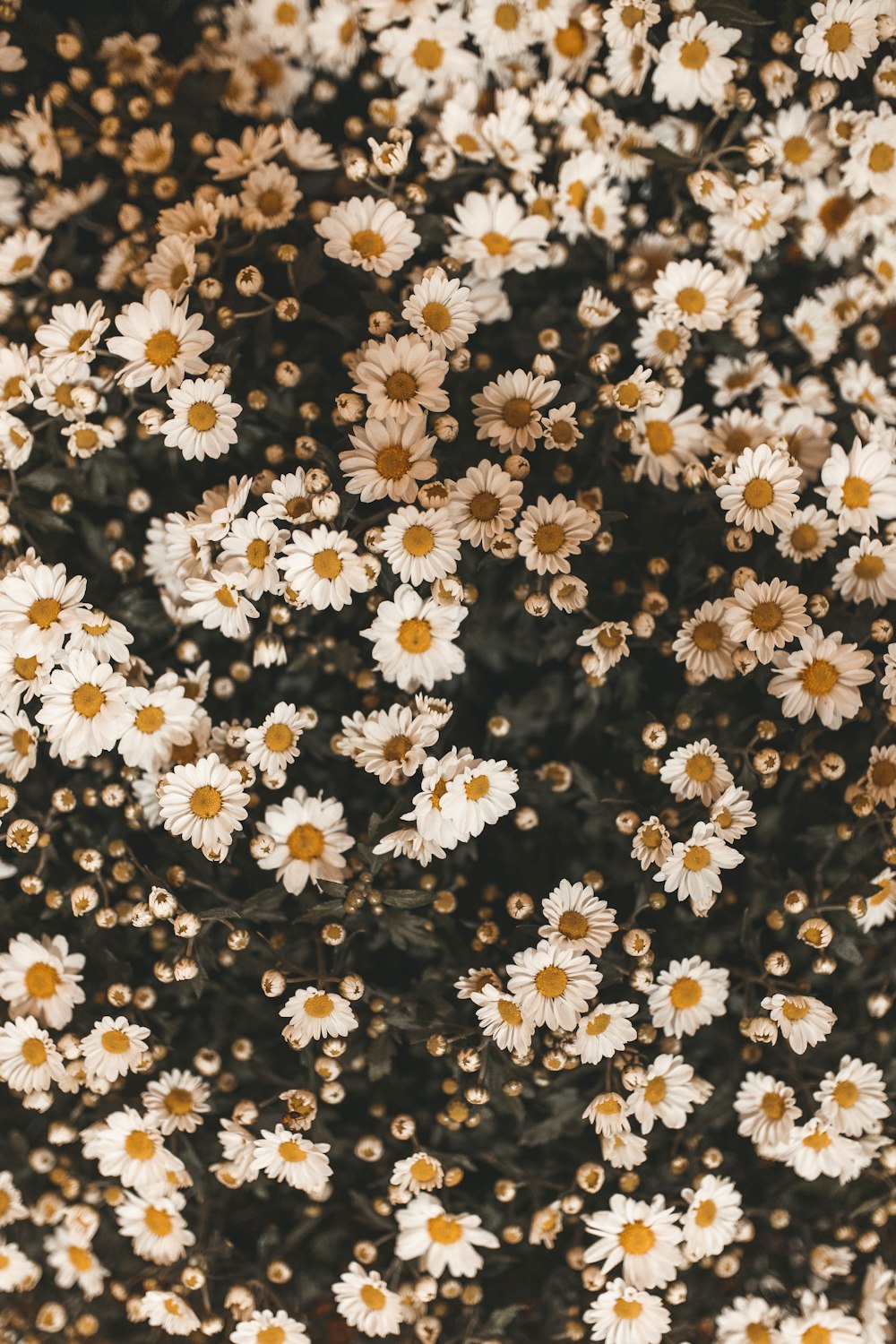 white and black floral textile