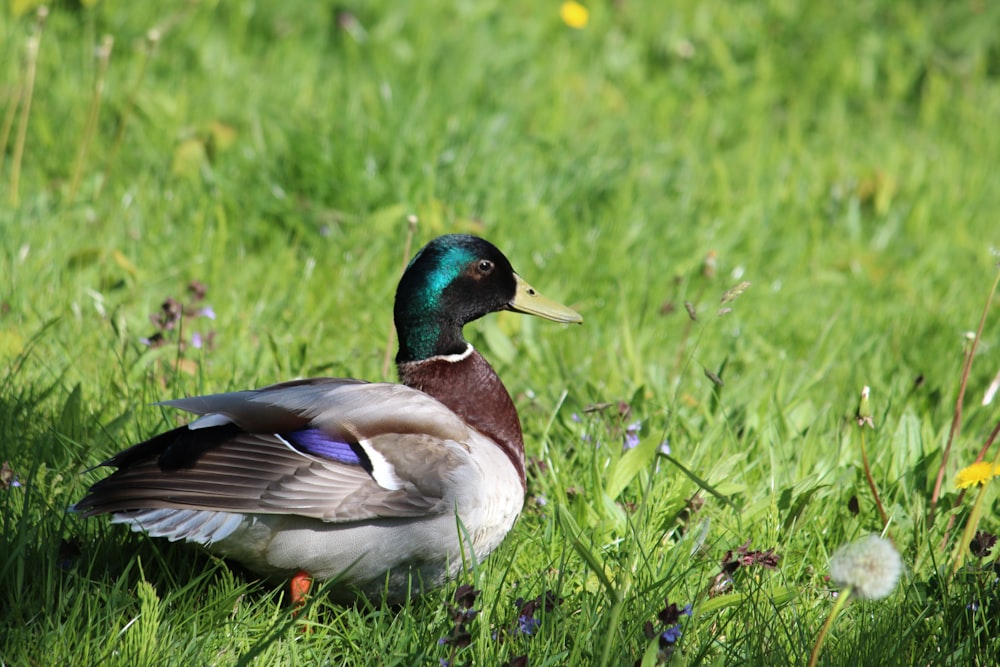 mallard duck on green grass field during daytime