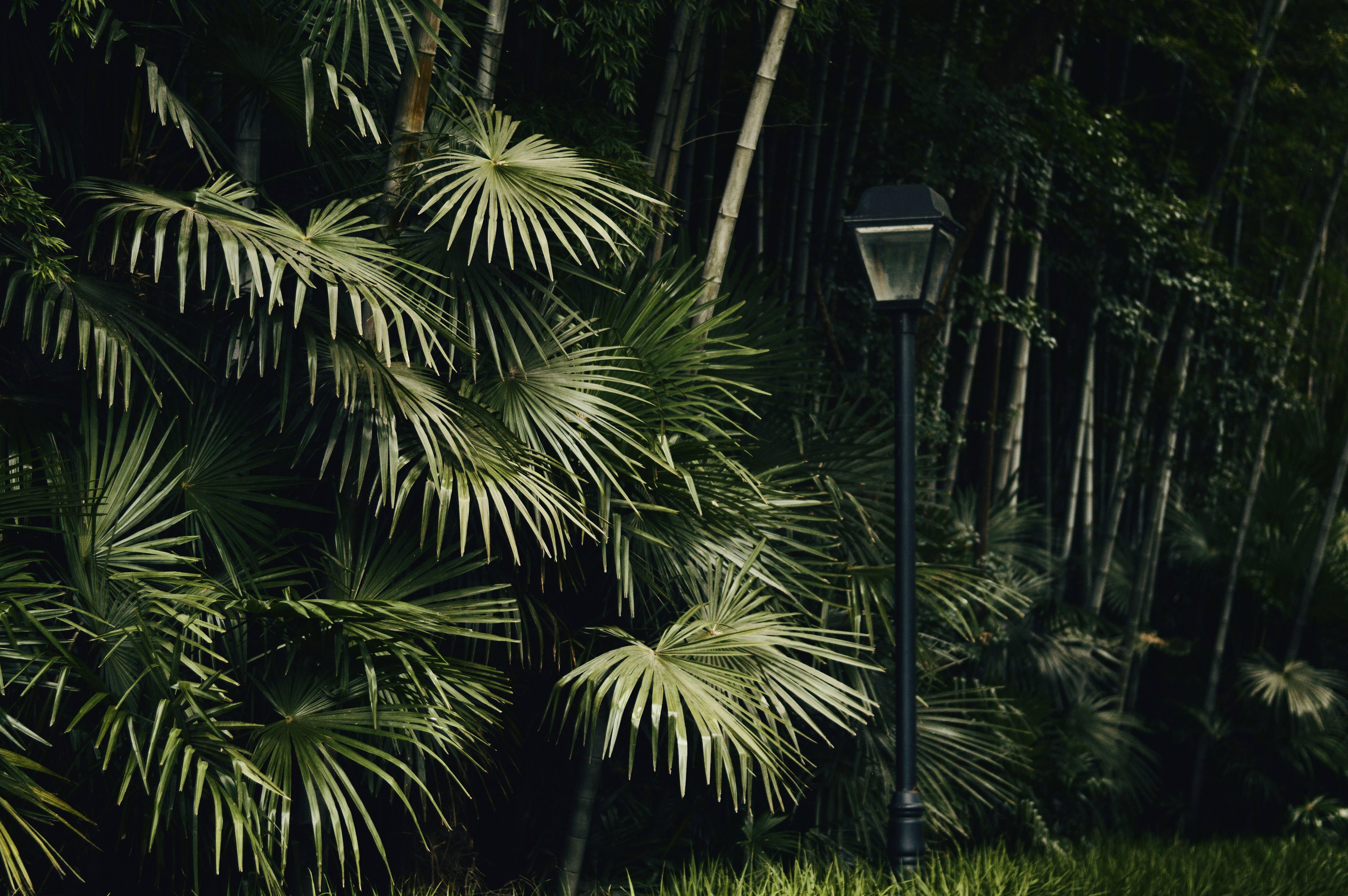 black street lamp near green palm tree during night time