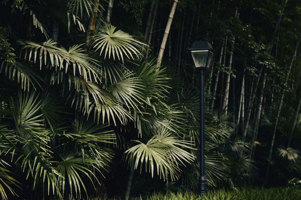 Farola negra cerca de la palmera verde durante la noche