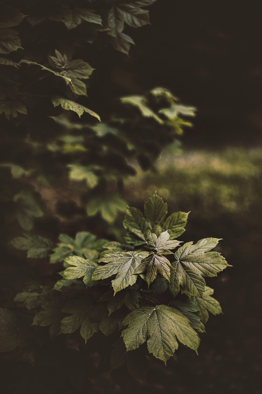 green leaves in tilt shift lens