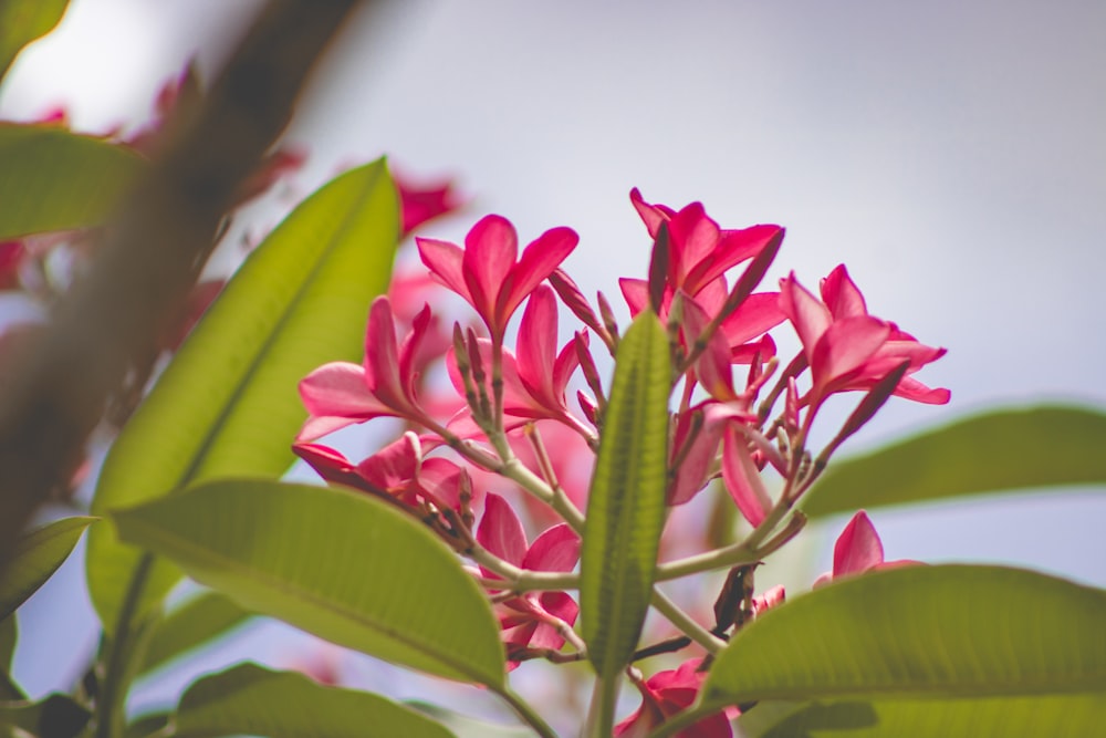 red and white flower in close up photography