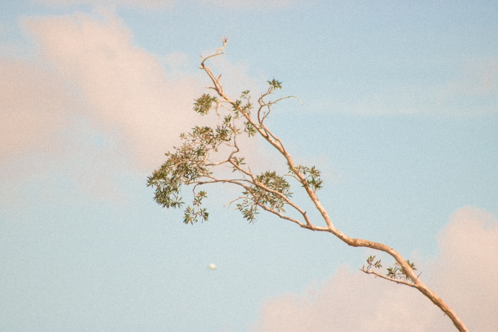 green tree under blue sky