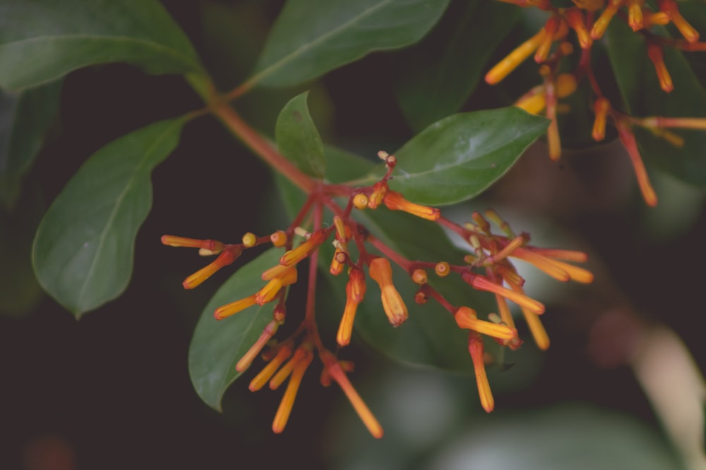 red and yellow flower buds