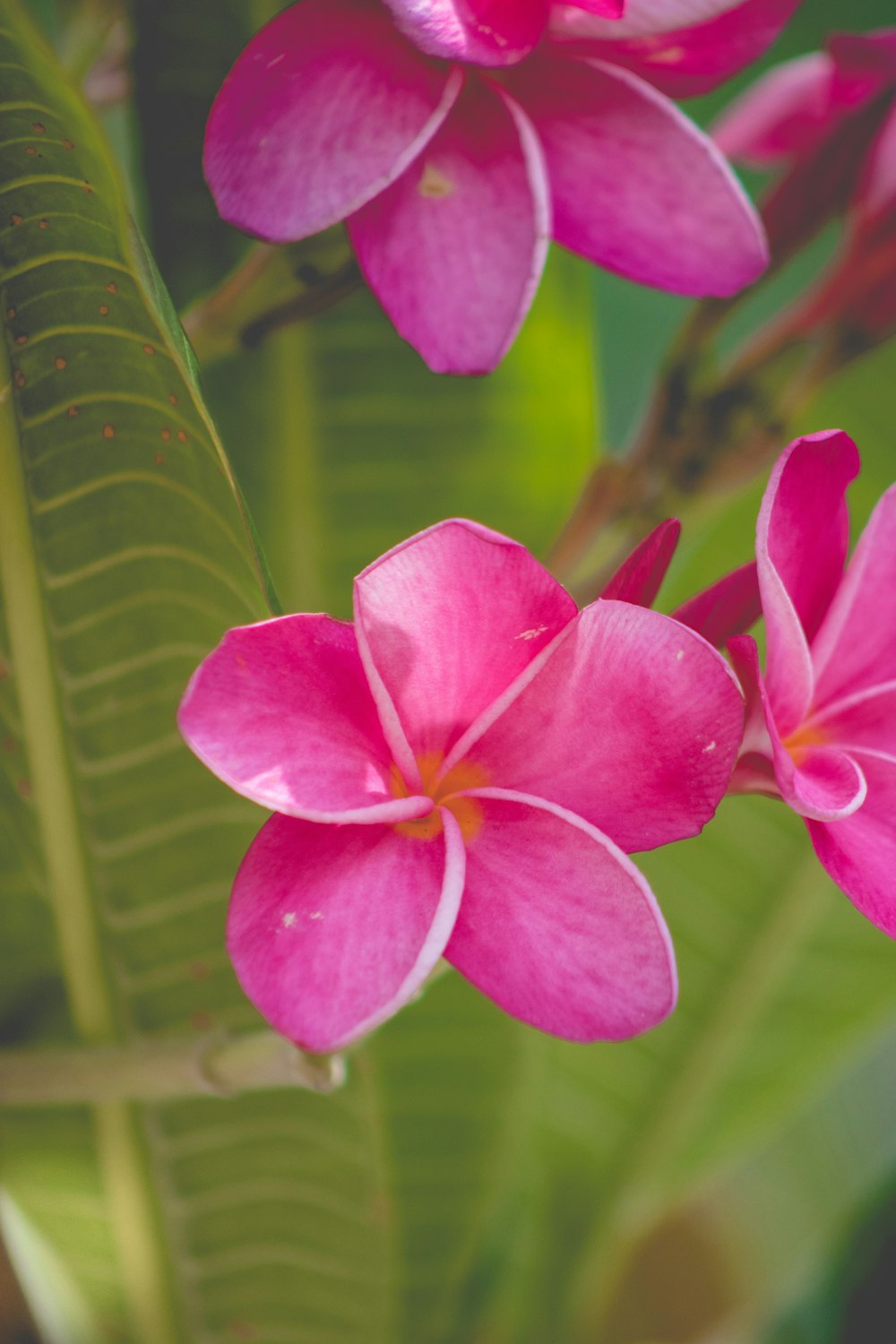 pink 5 petaled flower in close up photography