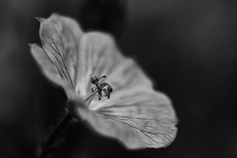 grayscale photo of a flower