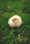 yellow chick on green grass during daytime
