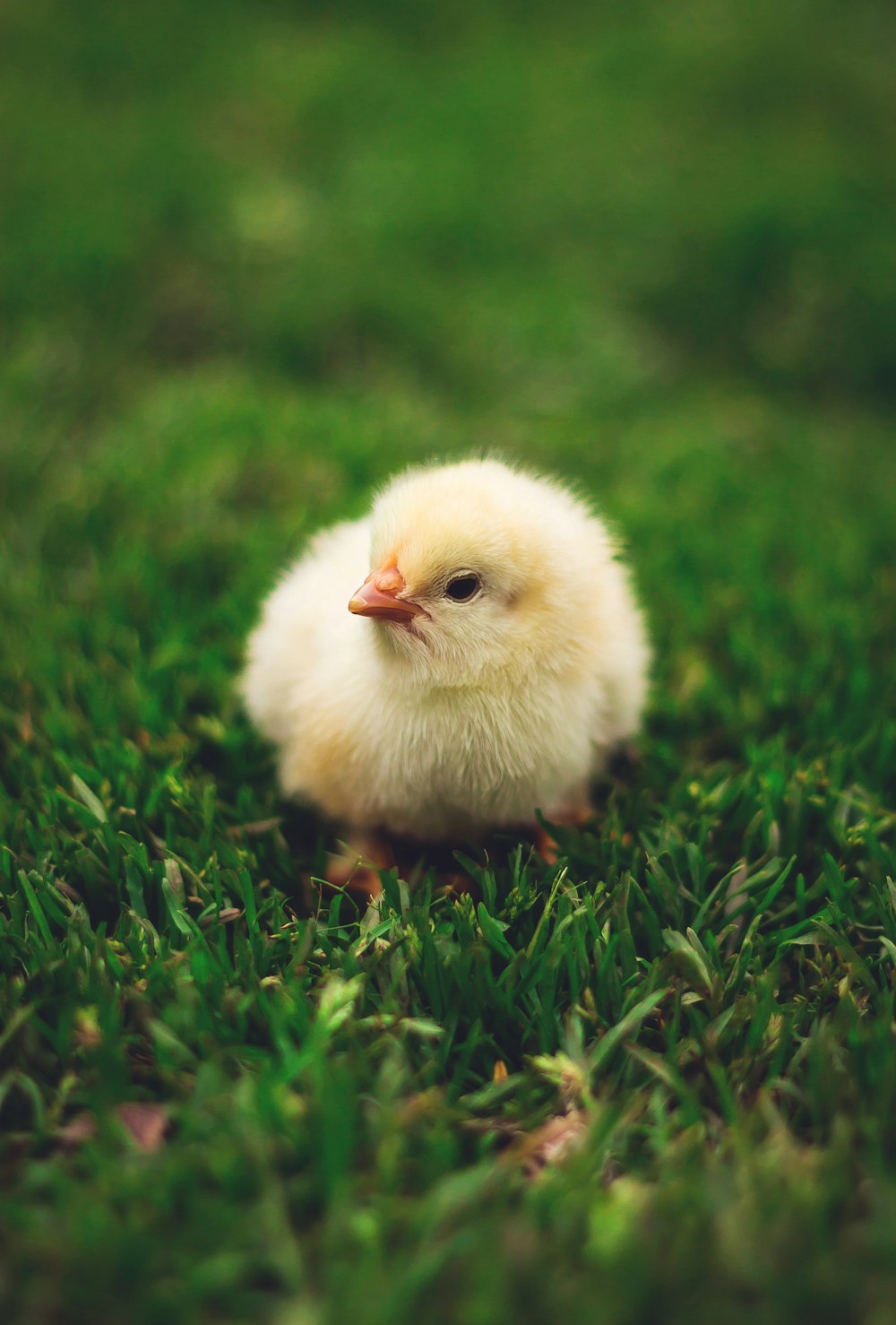 yellow chick on green grass during daytime