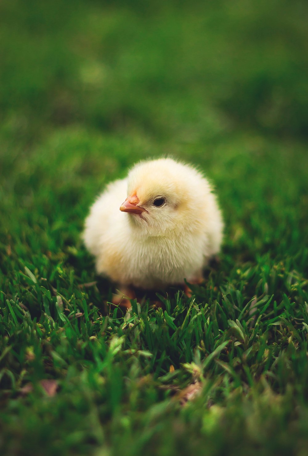 pollito amarillo en hierba verde durante el día