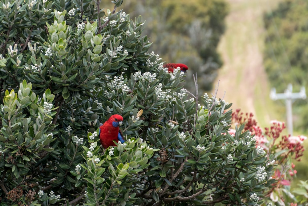 red and blue bird on green plant during daytime