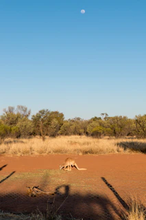 A red kangaroo mid-hop across the sunlit outback plains under a clear blue sky