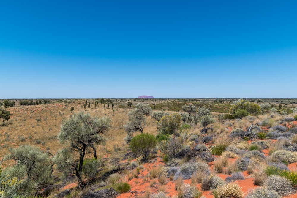 Campo de hierba verde bajo el cielo azul durante el día