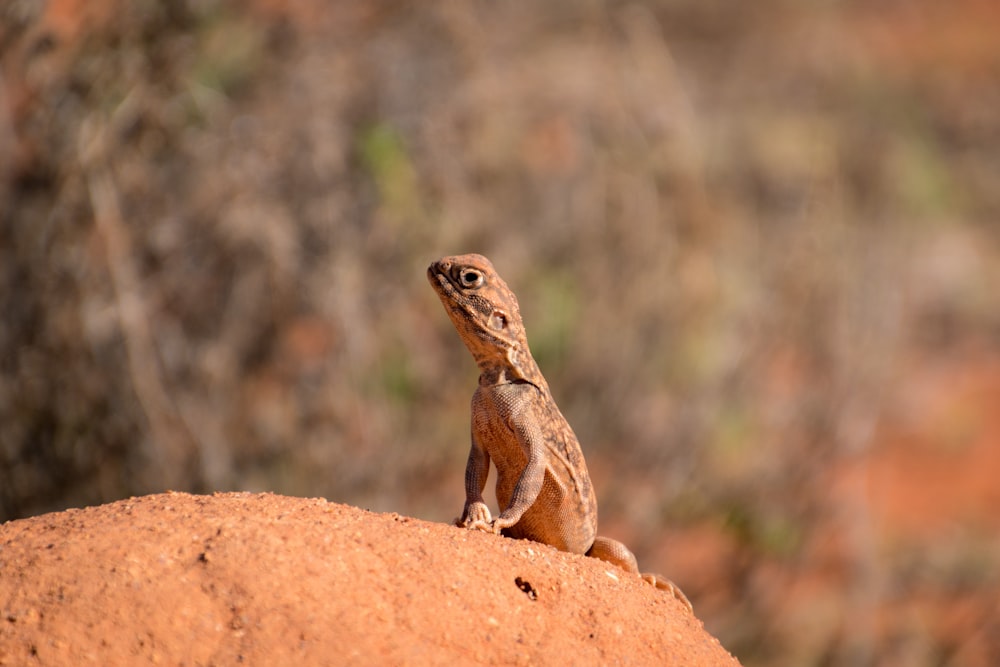 brown and black lizard on brown rock during daytime