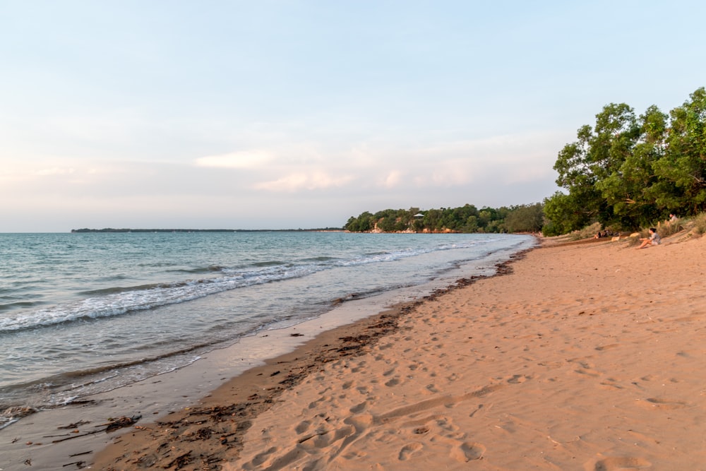 alberi verdi sulla spiaggia di sabbia marrone durante il giorno