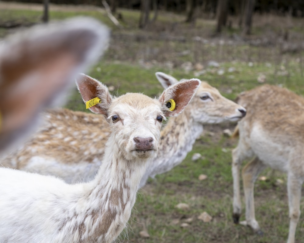 white and brown deer on green grass field during daytime