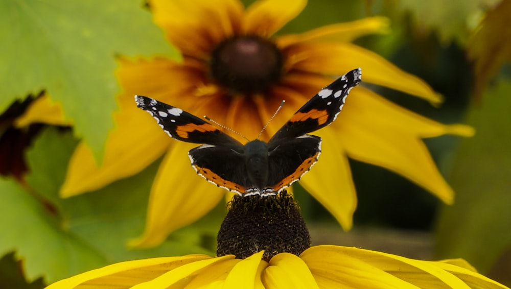 papillon noir et blanc sur fleur jaune