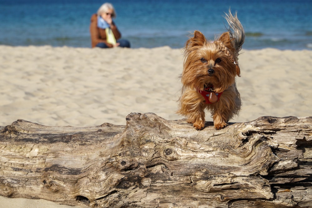 brown long coat small dog on brown tree trunk during daytime