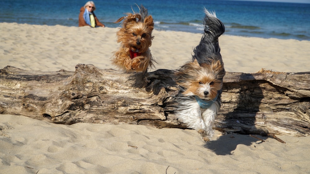brown and black yorkshire terrier puppy on brown sand during daytime
