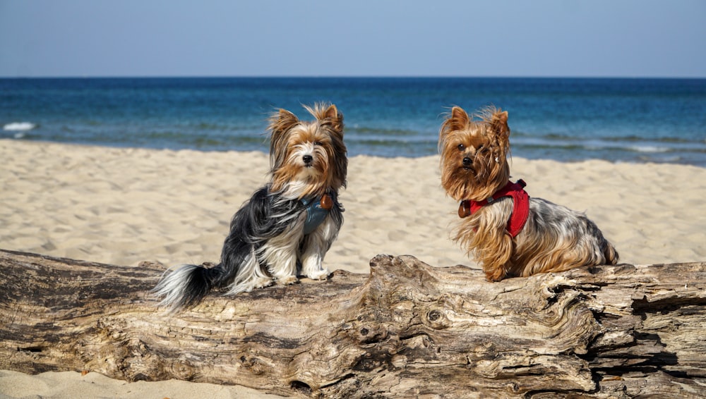 brown and black yorkshire terrier on brown rock