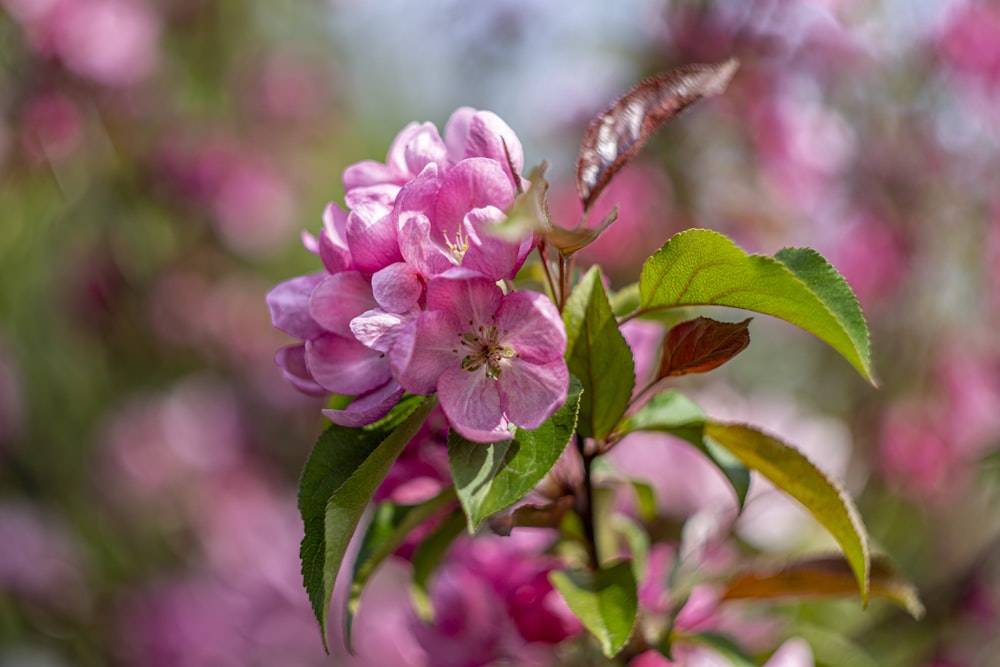 pink flower in tilt shift lens