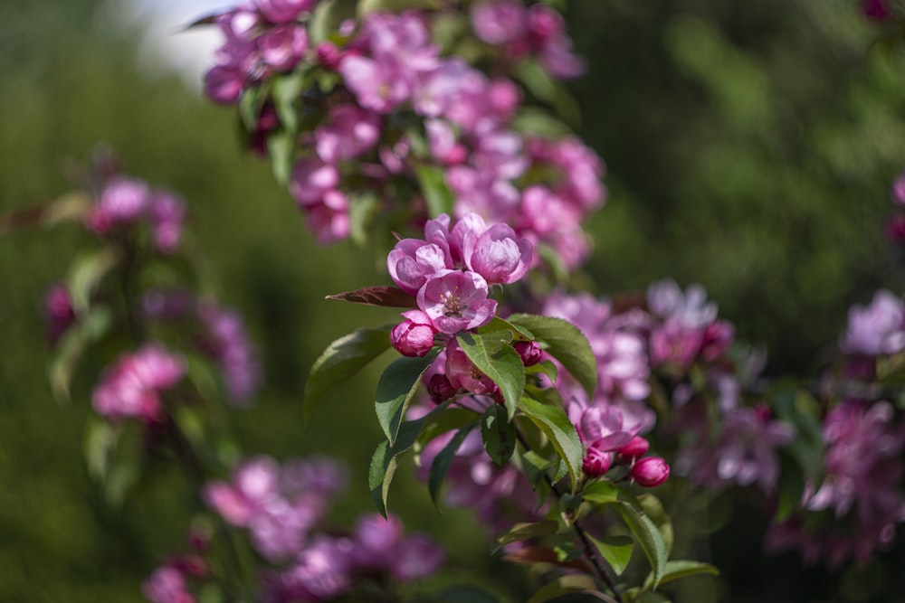 pink flowers in tilt shift lens