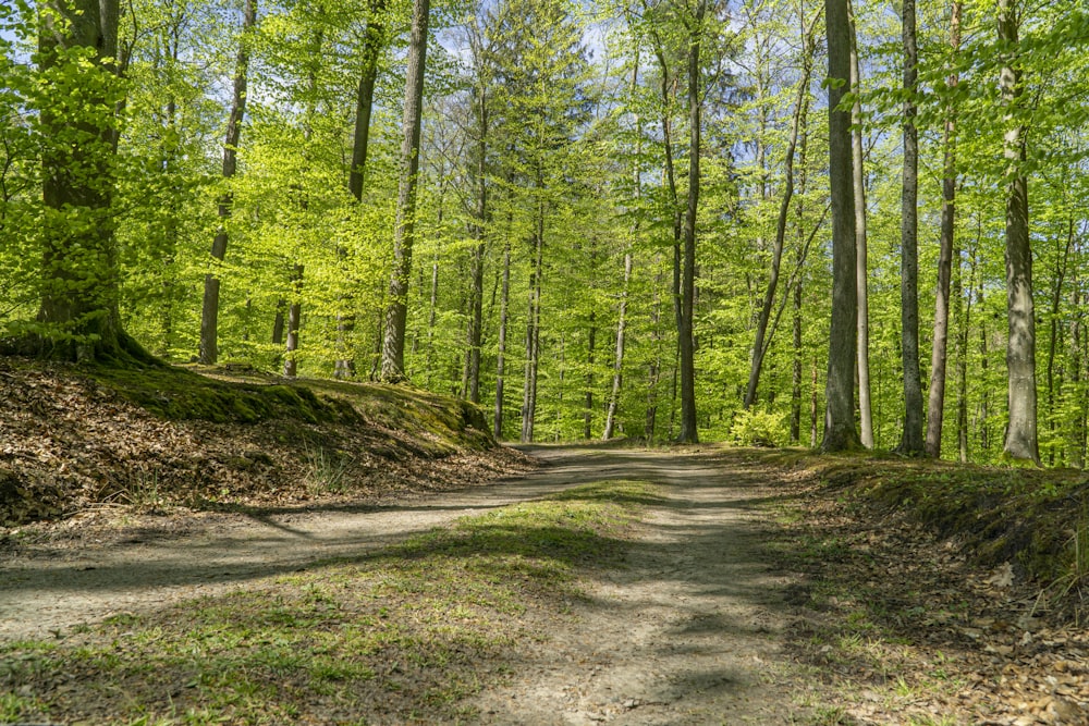 green trees on brown soil during daytime