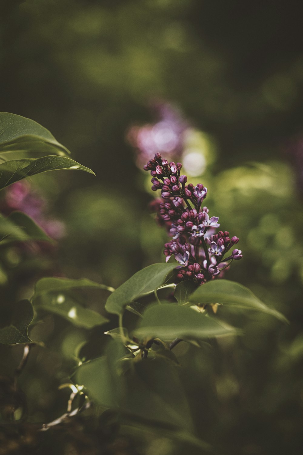 purple flower in tilt shift lens