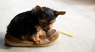 black and brown yorkshire terrier puppy on brown and black dog bed