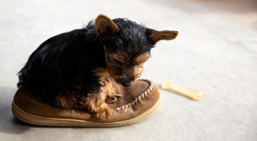 black and brown yorkshire terrier puppy on brown and black dog bed