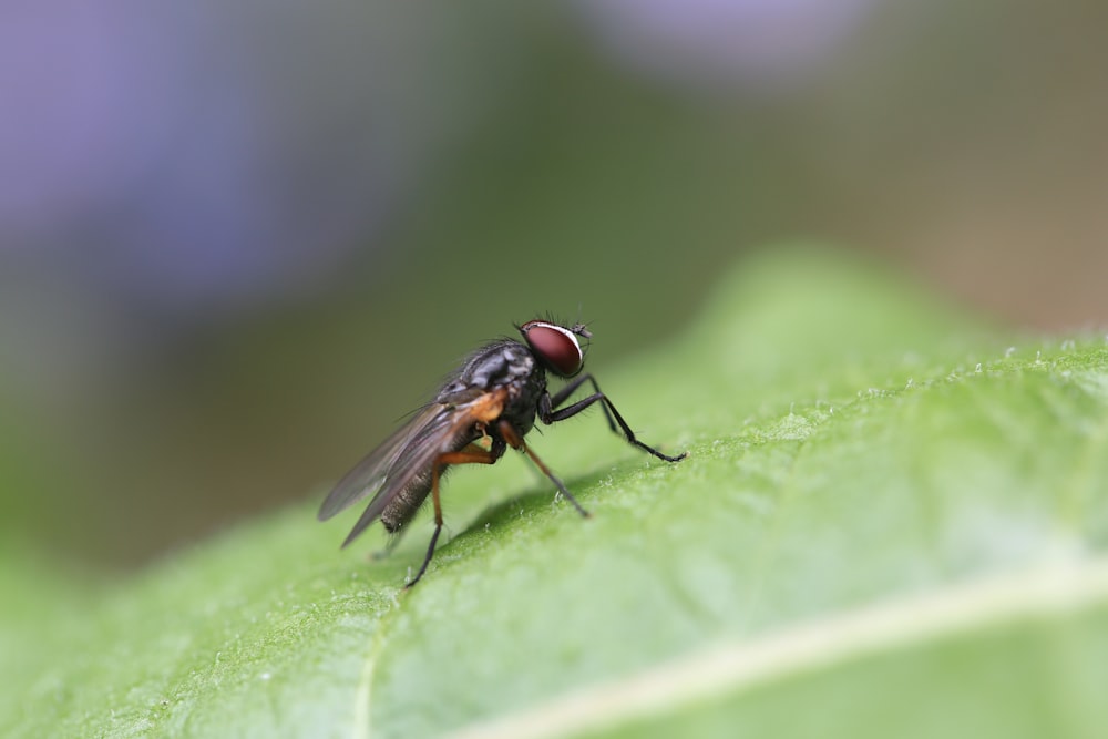 mosca nera appollaiata sulla foglia verde nella fotografia ravvicinata durante il giorno