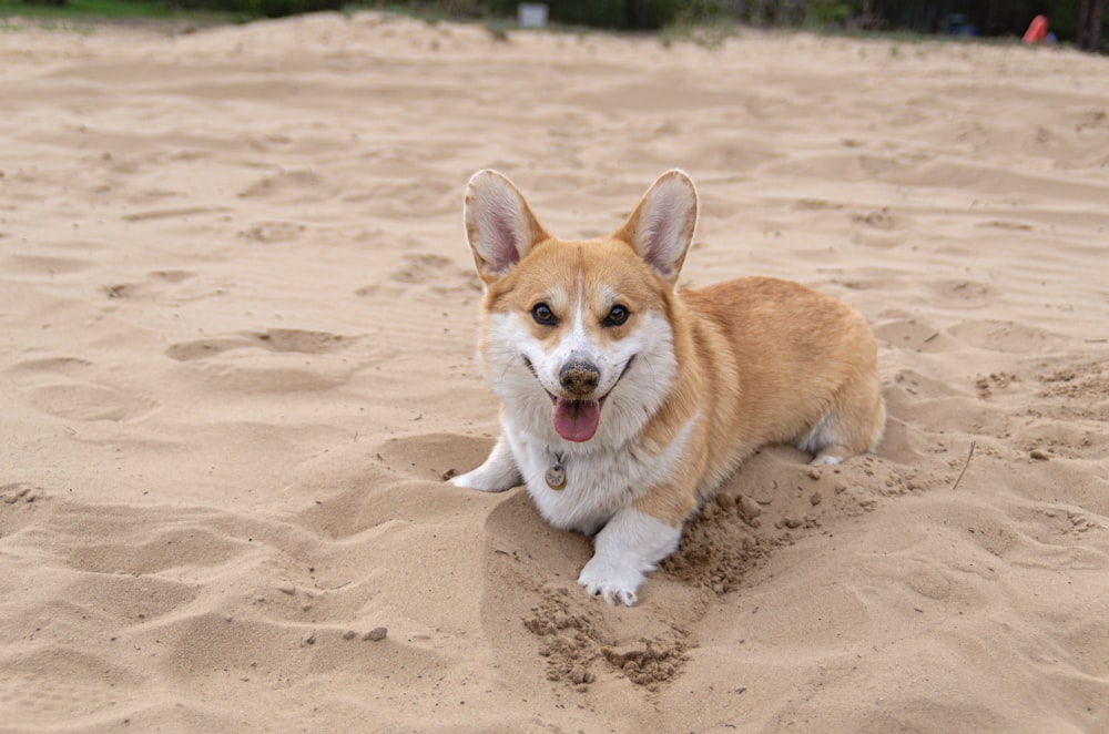 brown and white corgi puppy on brown sand during daytime
