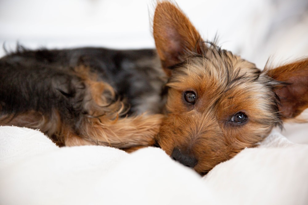 brown and black yorkshire terrier puppy lying on white textile