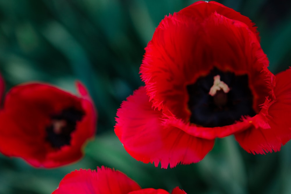 red poppy in bloom during daytime