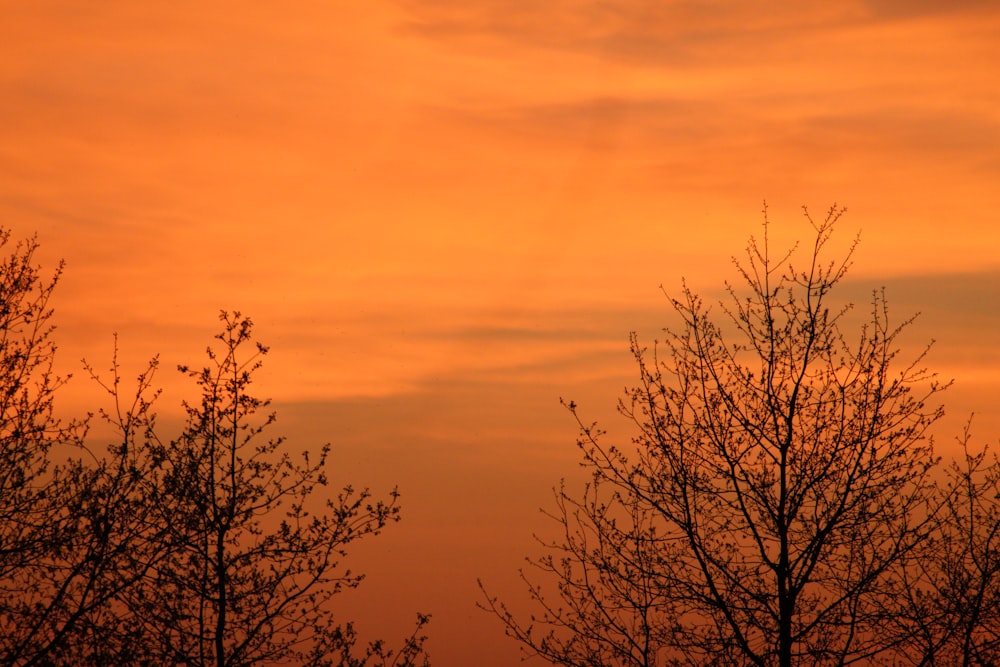 leafless tree under orange sky